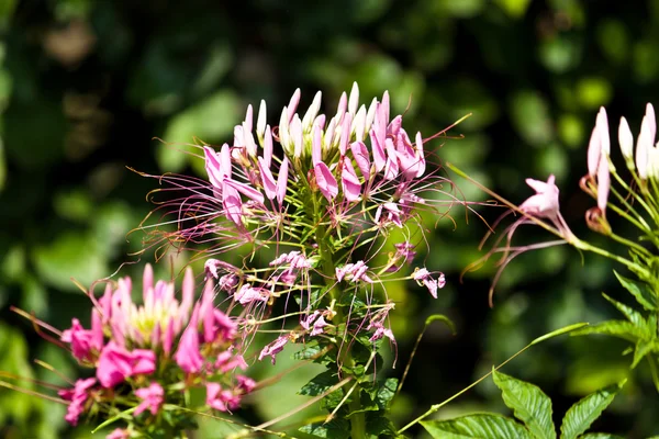 As belas flores — Fotografia de Stock