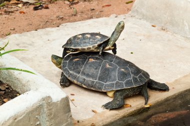 Hermann'ın kaplumbağa