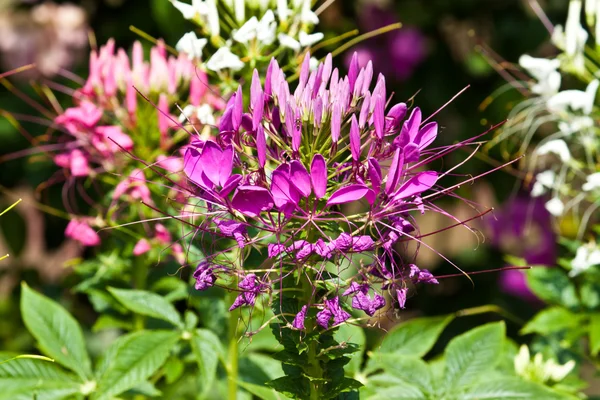 As belas flores — Fotografia de Stock