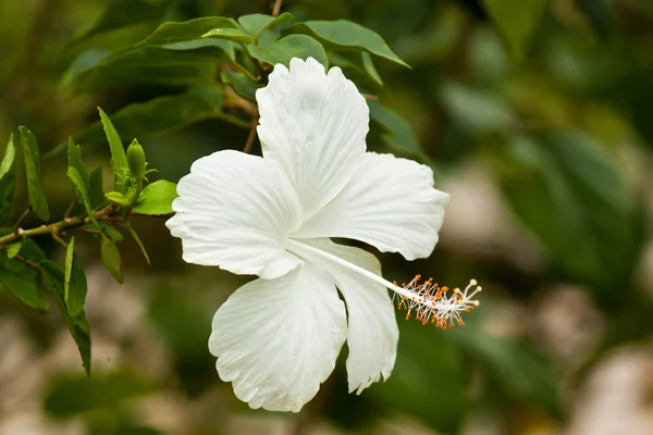 Vackra blommor — Stockfoto