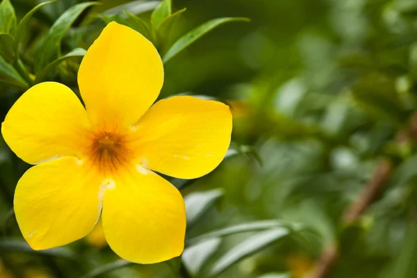 Hermosas flores — Foto de Stock