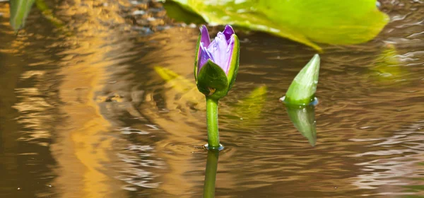 Lotus çiçek çiçek — Stok fotoğraf