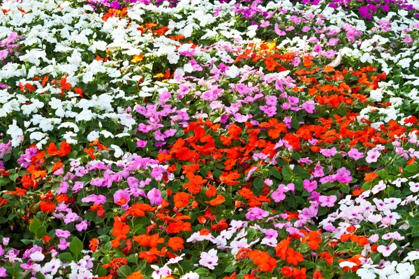 Las hermosas flores — Foto de Stock