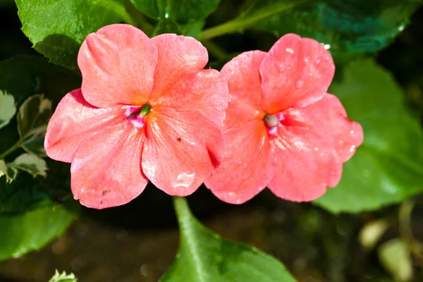 As belas flores — Fotografia de Stock