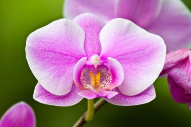 güzel mor orkide