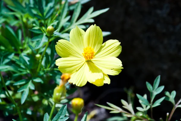 Las hermosas flores — Foto de Stock