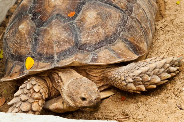 Hermann-schildkröte — Stockfoto