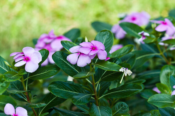 красивые цветы
