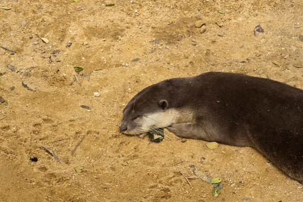 The otter sleeping — Stock Photo, Image