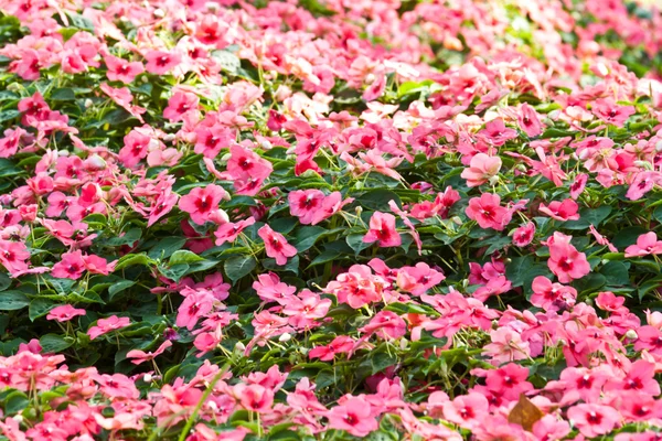 Las hermosas flores — Foto de Stock