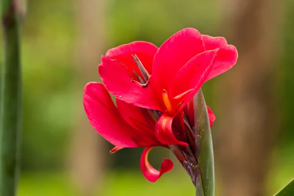 Lindas flores — Fotografia de Stock