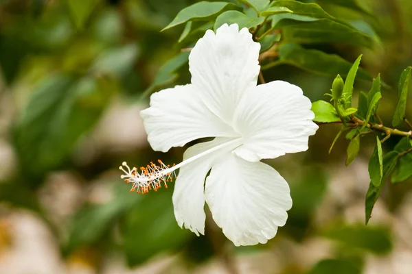 Schöne Blumen — Stockfoto