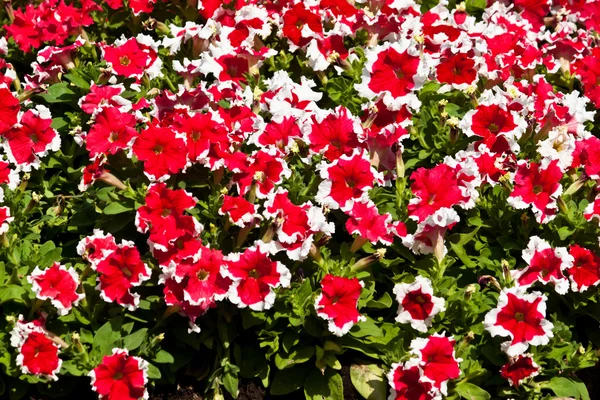 Las hermosas flores — Foto de Stock