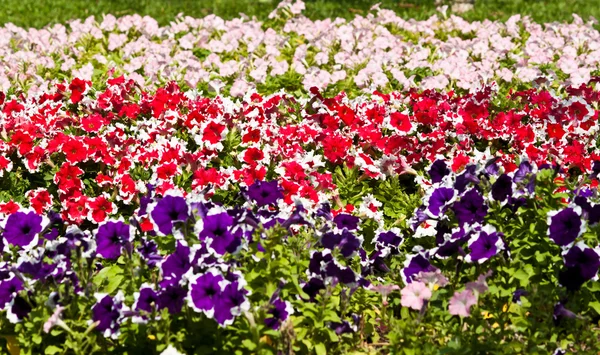 I bellissimi fiori — Foto Stock