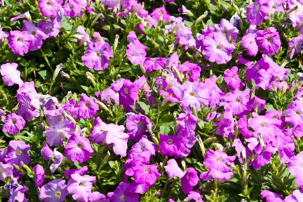 The beautiful flowers — Stock Photo, Image