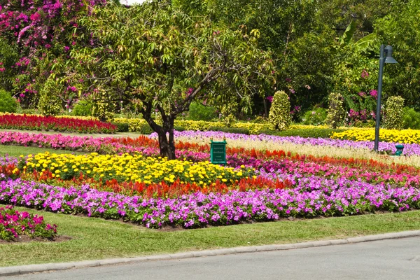 The beautiful flowers — Stock Photo, Image