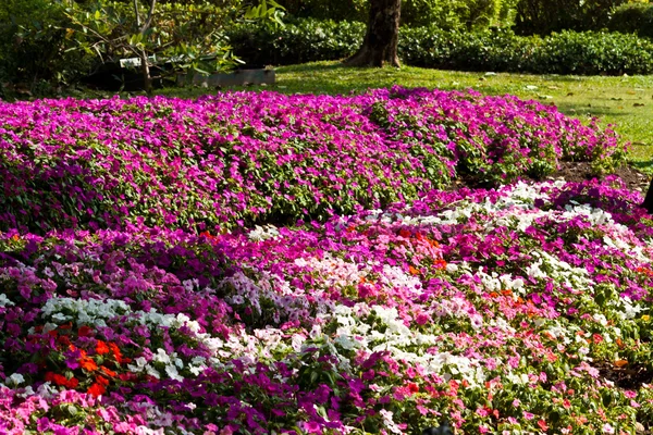 I bellissimi fiori — Foto Stock