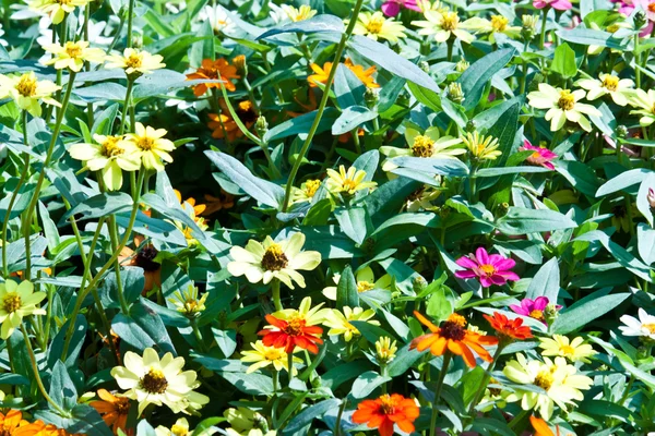 The beautiful flowers — Stock Photo, Image