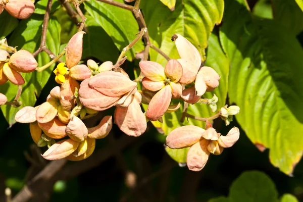 Las hermosas flores —  Fotos de Stock