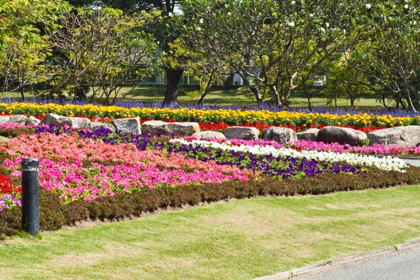 Den vackra blommor — Stockfoto