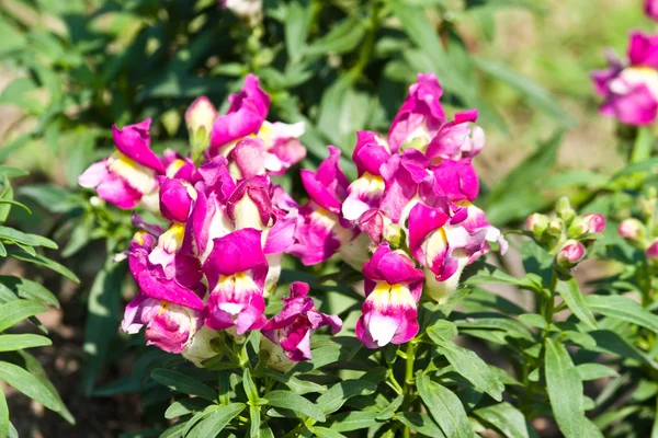 As belas flores — Fotografia de Stock