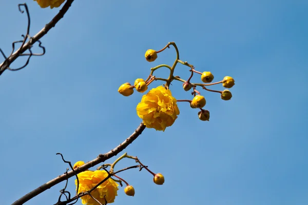 The beautiful flowers — Stock Photo, Image