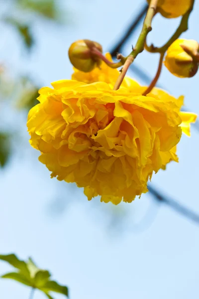 Die schönen Blumen — Stockfoto
