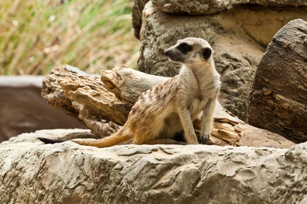 Meerkat. — Fotografia de Stock