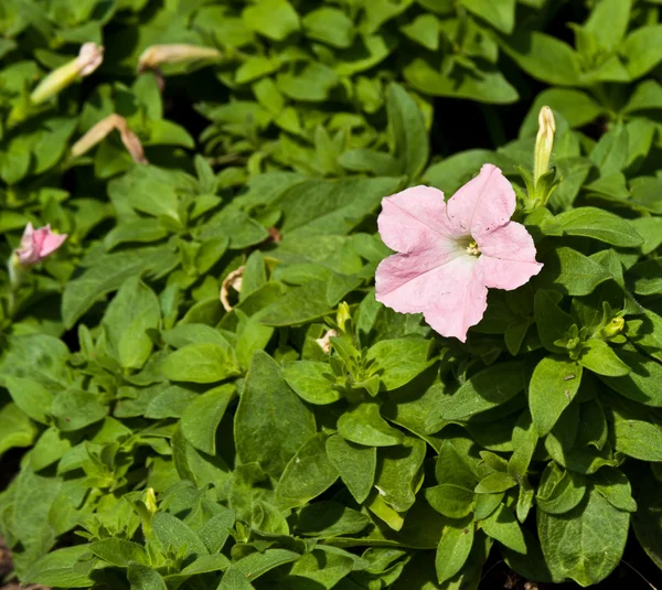 As belas flores — Fotografia de Stock