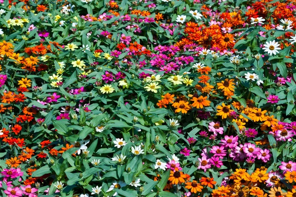 Las hermosas flores — Foto de Stock