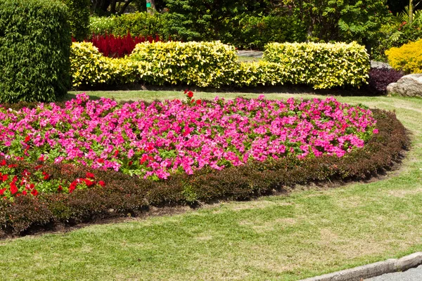 The beautiful flowers — Stock Photo, Image