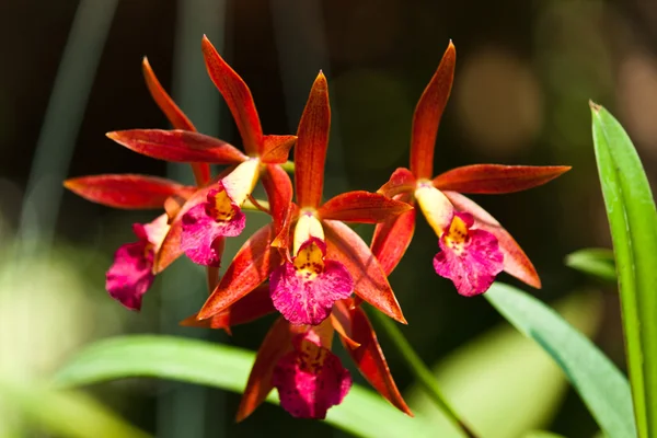 Hermosa orquídea púrpura —  Fotos de Stock