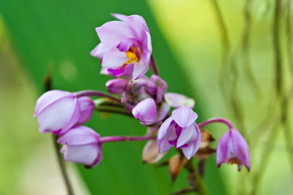 Hermosa orquídea púrpura —  Fotos de Stock