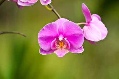 güzel mor orkide