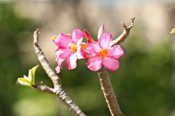 The beautiful flowers — Stock Photo, Image