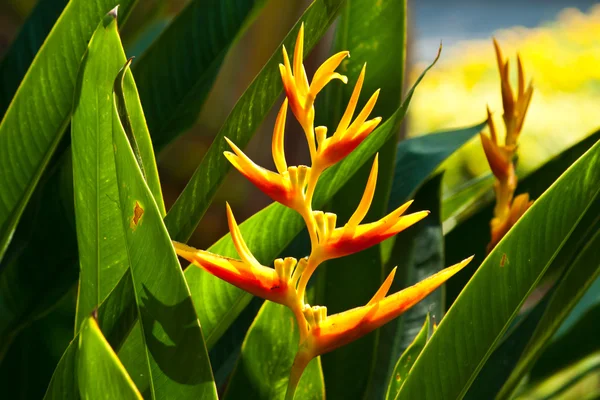 Den vackra blommor — Stockfoto