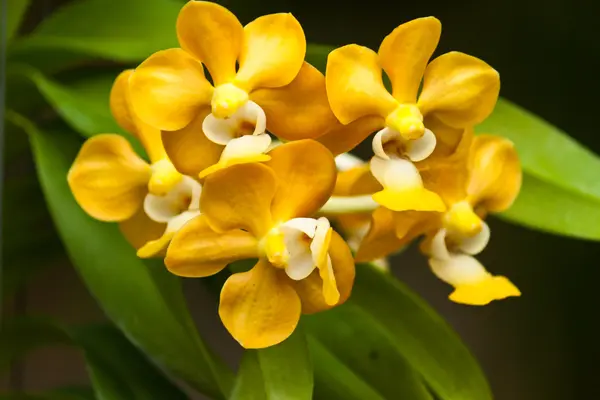 Hermosa orquídea púrpura —  Fotos de Stock