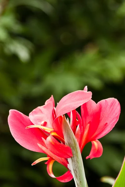 Beautiful flowers — Stock Photo, Image