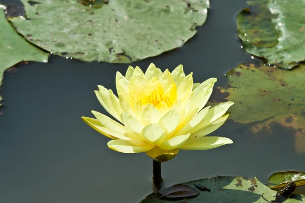 Fiore di loto — Foto Stock