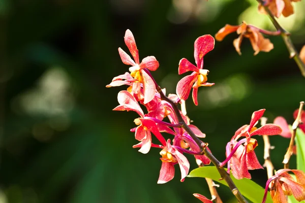 Krásné fialové orchideje — Stock fotografie