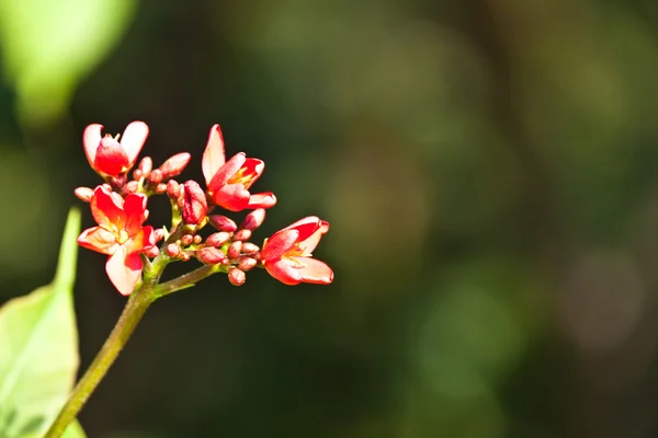 As belas flores — Fotografia de Stock