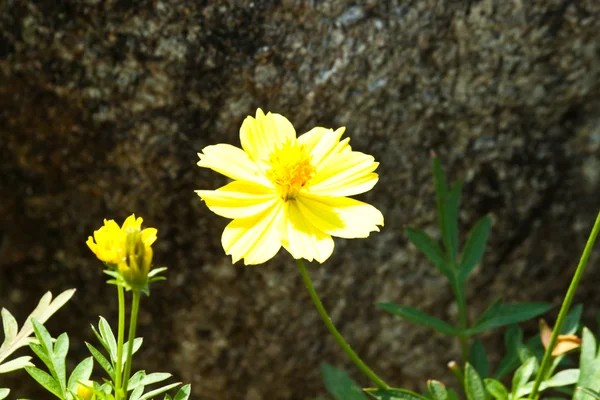 De mooie bloemen — Stockfoto