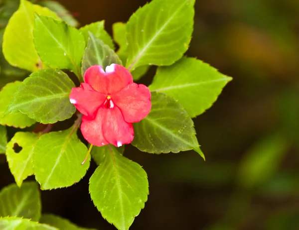 Hermosas flores —  Fotos de Stock