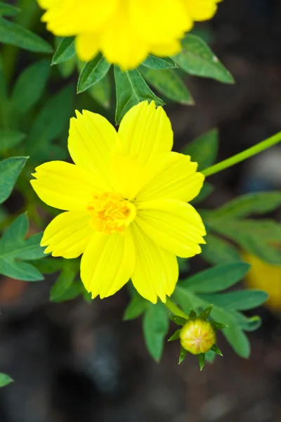 Las hermosas flores — Foto de Stock