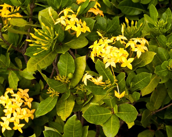 Beautiful spring flowers — Stock Photo, Image