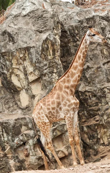 Giraffe walking through the grasslands — Stock Photo, Image