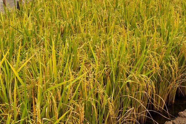 Rice plant — Stock Photo, Image