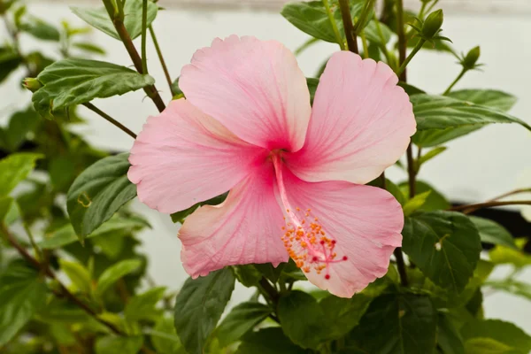 Vackra vårblommor — Stockfoto