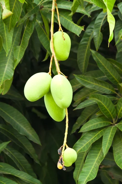 新鲜绿色芒果 — 图库照片