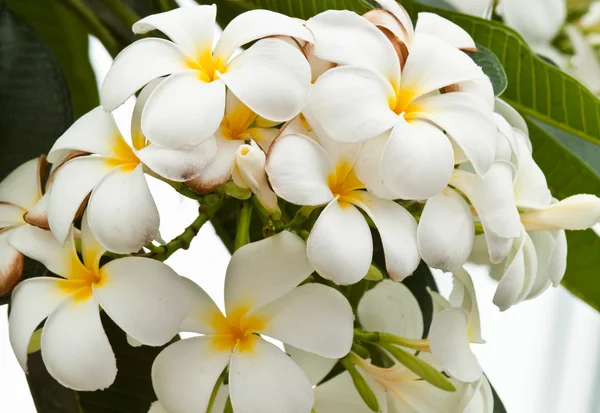 Hermosas flores de primavera — Foto de Stock